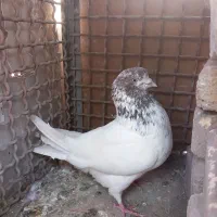نرماده کله ای