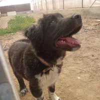 یک عدد سگ قدرجونی|سگ|مشکین‌دشت, |دیوار