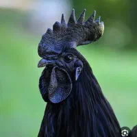 قربانی خروس سیاه و مرغ سیاه