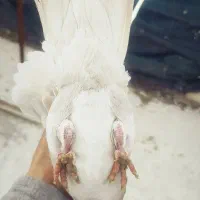 نقره ای پلنگ و سیاه پلنگ|پرنده|کرمان, |دیوار