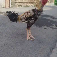 خروس لاری
