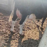 گاو آبستن سنگین