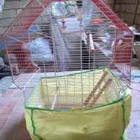 طبل و سماوربرقی و پارچ و ۲عددتلویزیون۲۱و۱۴ وقفس|عمدهفروشی|نجفآباد, گلدشت|دیوار