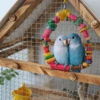 چفت طوطی پروتلت