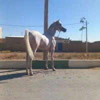 اسب عرب مصری