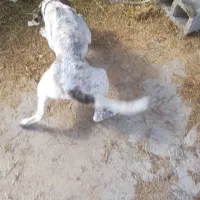 واگزاری سگ|سگ|سقز, |دیوار