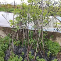 نهال انجیر ازمیر