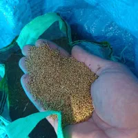 بذر قره یونجه