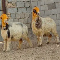 12راس شیشکبختیاری اصل  با یک راس بره(میش)