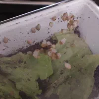 جوجه حلزون|خزنده|شاهین‌شهر, فدک|دیوار