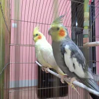 عروس هلندی جفت شده ودستی همراه باقفس ولانه ووسایل