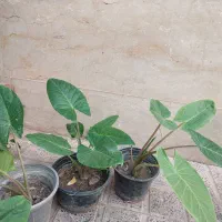 بابا ادم