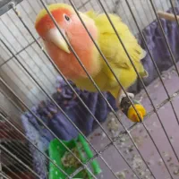 طوطی برزیلی