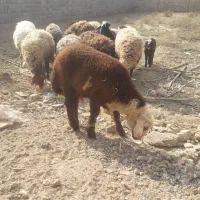 بره قوچ افشاری