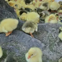 جوجه قوغاز اوکراینی ۴ روزه