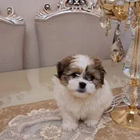 سگ شیتزو فلت