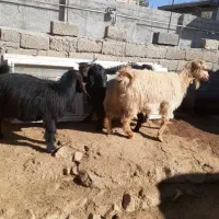 بز خشک و مراسمی|حیوانات مزرعه|ایوان, |دیوار