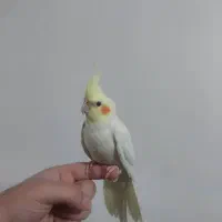 عروس هلندی لوتینو|پرنده|شهریار, شهرک بهاران (ویره)|دیوار