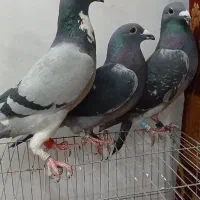 کبوتر پلاکی