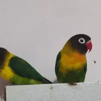 مرغ عشق آلبینو