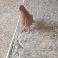 کبوتر زرد