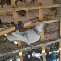 کبوترپرشی|پرنده|اسفراین, |دیوار