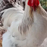 خروس برهمالایت