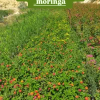 فروش نهال فضای سبز|خدمات باغبانی و درختکاری|بوشهر, |دیوار