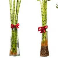 بامبو تایلندی درجه یک