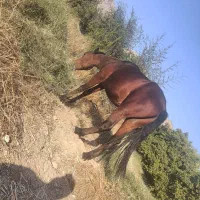 اسب دره شور|اسب و تجهیزات اسب‌سواری|کازرون, |دیوار