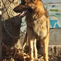 سگ ژرمن|سگ|کرج, کمال‌شهر|دیوار