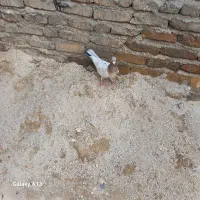 کبوتر|پرنده|کبودرآهنگ, |دیوار