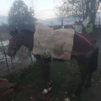 اسب 6 سال عاقل و باری|اسب و تجهیزات اسبسواری|نشتارود, |دیوار