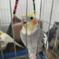 عروس هلندی و مرغ عشق|پرنده|برخوار, |دیوار