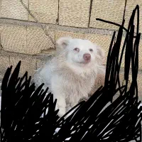 سگ پامر روباهی 3تومن