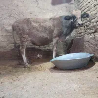 گاو ابستن|حیوانات مزرعه|خاوه, |دیوار