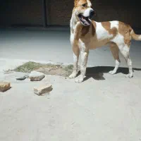 سگه گمشده