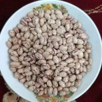 لوبیا درجه یک لاله کش برایی کشت
