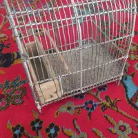 قفس سهره|لوازم جانبی حیوانات|اسلامآباد غرب, |دیوار