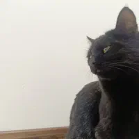 گربه واگذاری مشکی|گربه|یزد, |دیوار