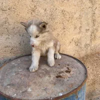 واگذاری هاسکی