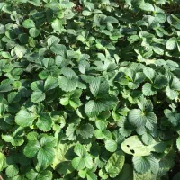 بوته و نشا توت فرنگی