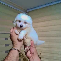 واگذاری سگ پامرانین شیتزو اسکاتیش بریتیش|سگ|تهران, گلستان (شهرک راه آهن)|دیوار