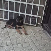 توله روتفایلر