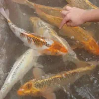 ماهی کوی|ماهی|صومعهسرا, |دیوار