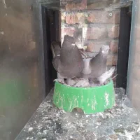 کبوتر شازده سبز|پرنده|نمین, |دیوار