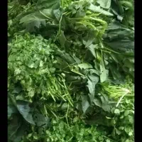 سبزی ۱۵درجه یک