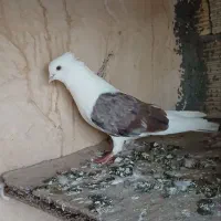 کبوتر دوکت