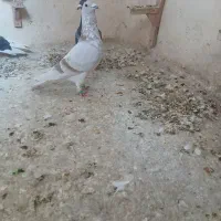 کبوتر سینه سفید