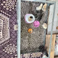 قفس بلدرچین